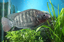 食品加工板块--罗非鱼